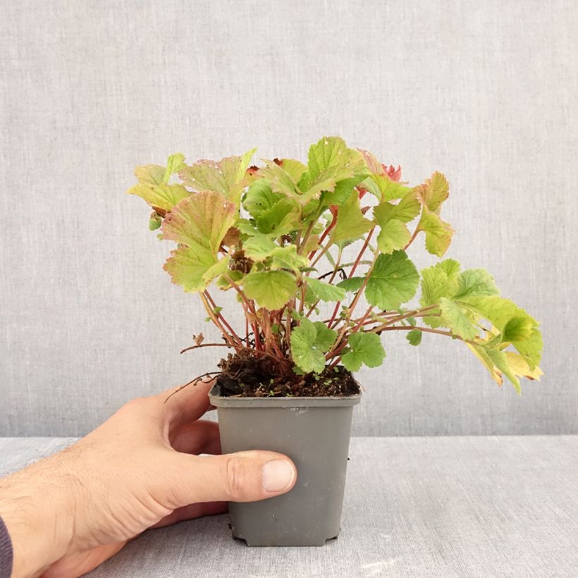 Amostra de Geum coccineum Karlskaer Vaso de 8/9 cm tal como entregue no outono
