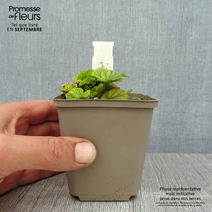 Amostra de Geum coccineum Karlskaer Vaso de 8/9 cm tal como entregue no verão