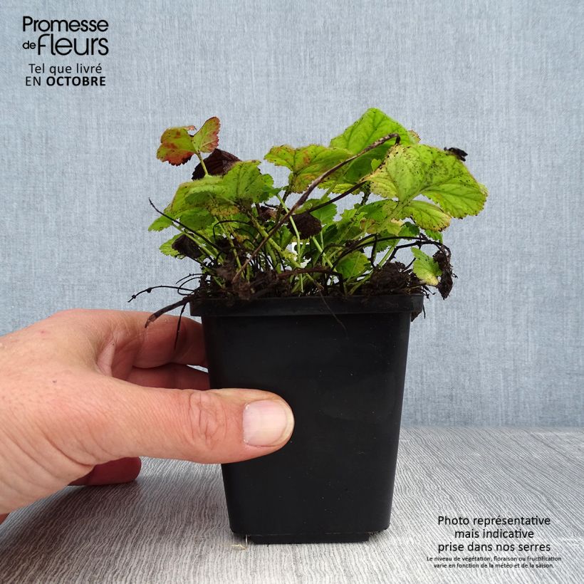 Amostra de Geum coccineum Koi Vaso de 8/9 cm tal como entregue no outono