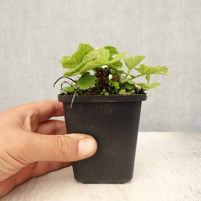 Amostra de Geum coccineum Koi Vaso de 8/9 cm tal como entregue no verão