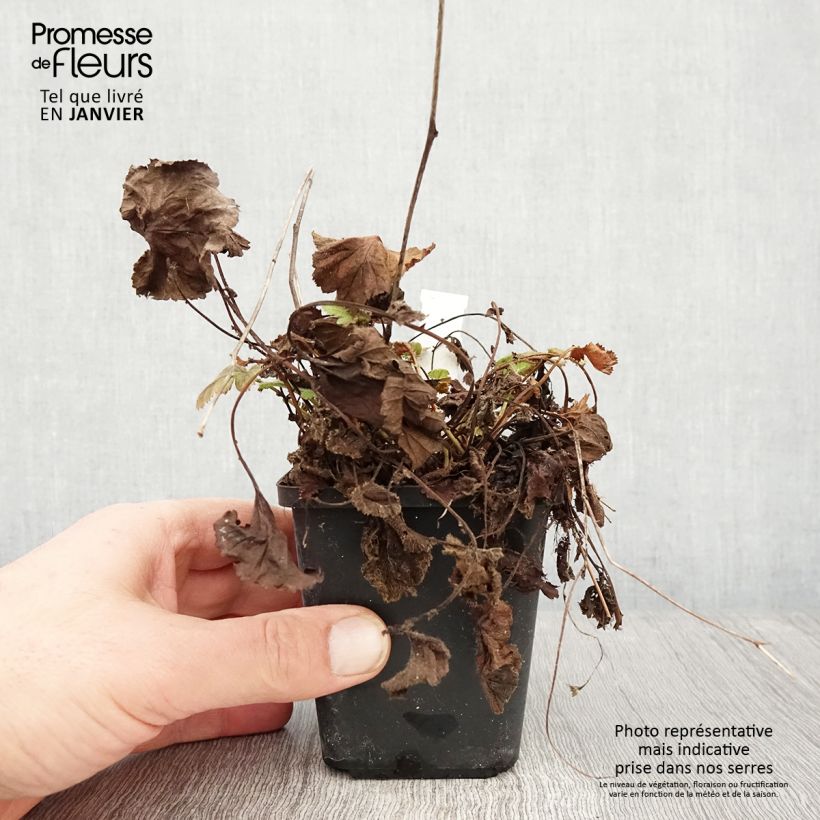 Amostra de Geum coccineum Koi - Benoîte Godet de 8/9 cm tal como entregue no inverno