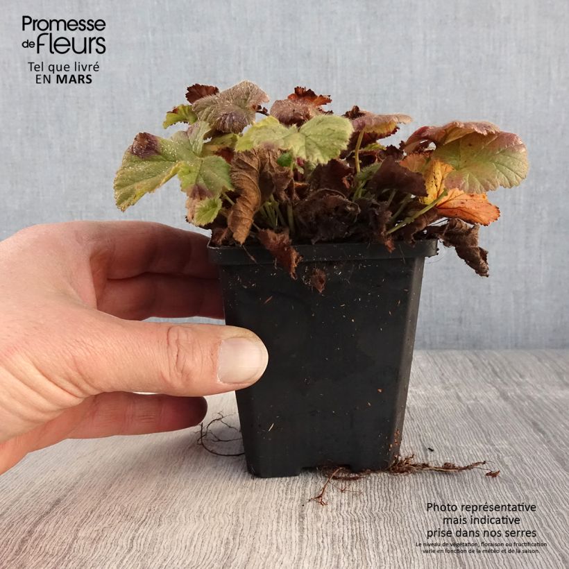 Amostra de Geum coccineum Koi Vaso de 8/9 cm tal como entregue na primavera