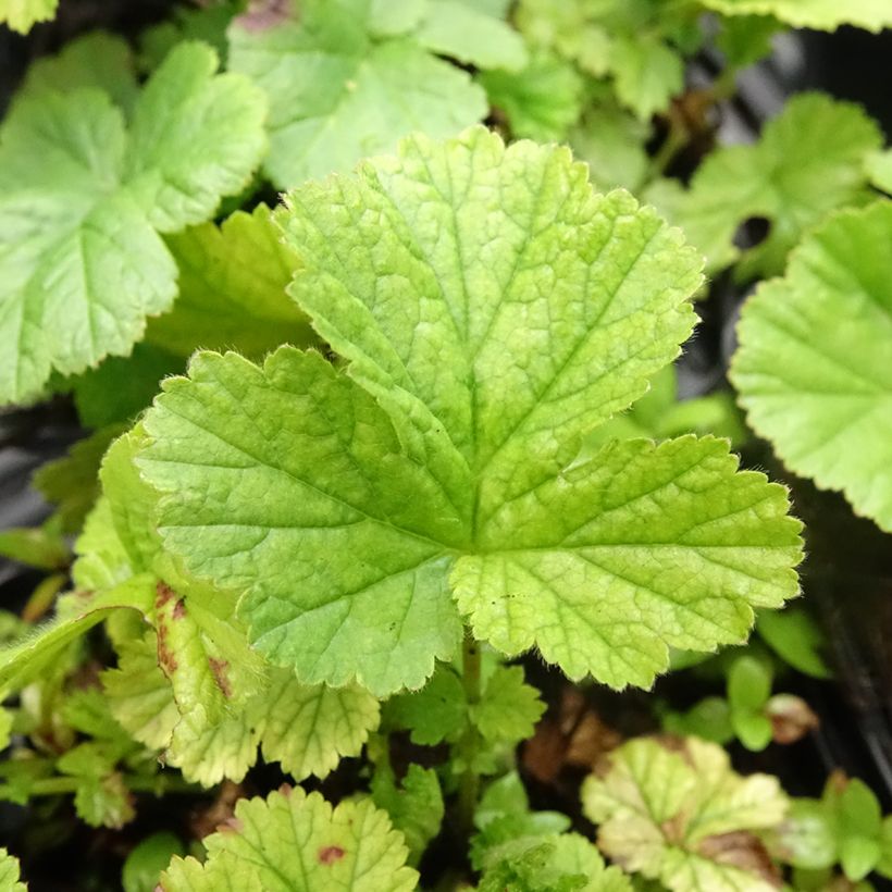 Geum coccineum Koi (Folhagem)