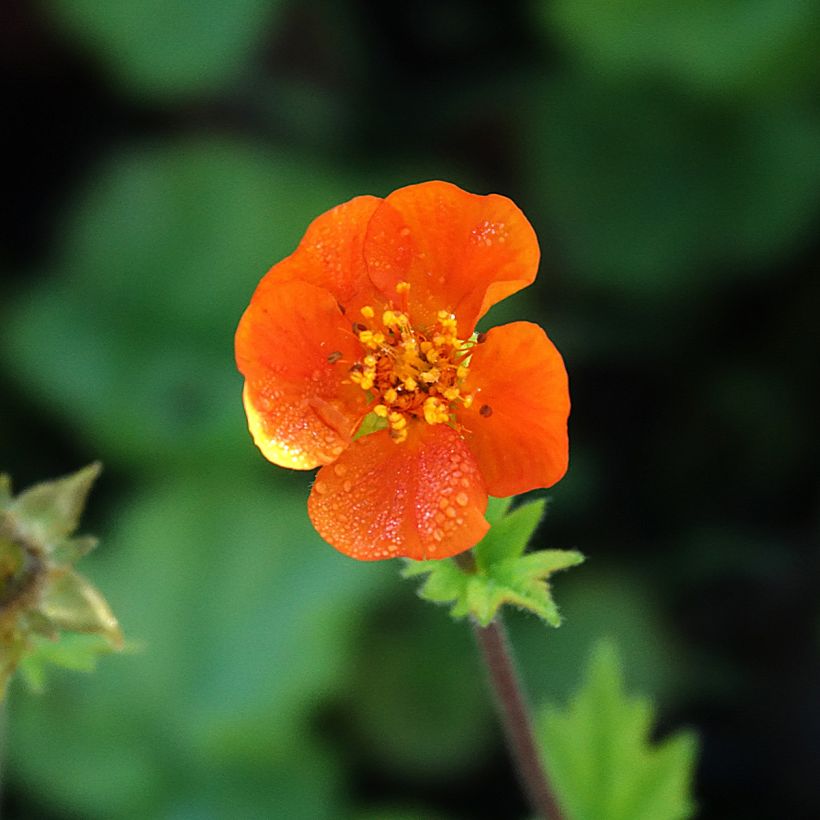 Geum coccineum Koi (Floração)