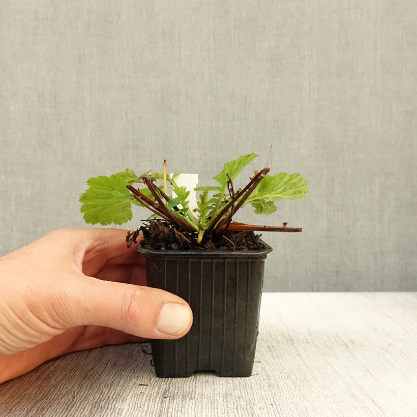 Amostra de Geum coccineum Red Wings Vaso de 8/9 cm tal como entregue no outono