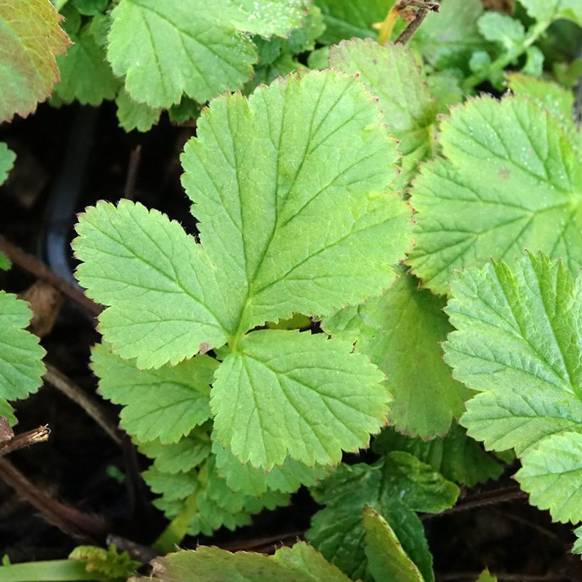 Geum coccineum Red Wings (Folhagem)