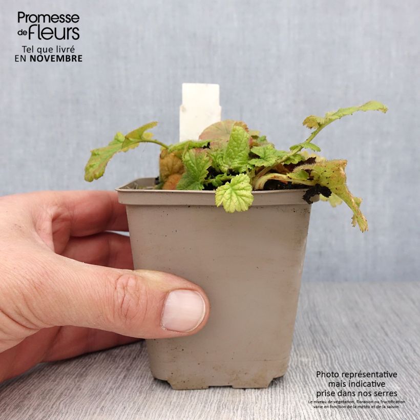 Amostra de Geum coccineum Werner Arends Vaso de 8/9 cm tal como entregue no outono
