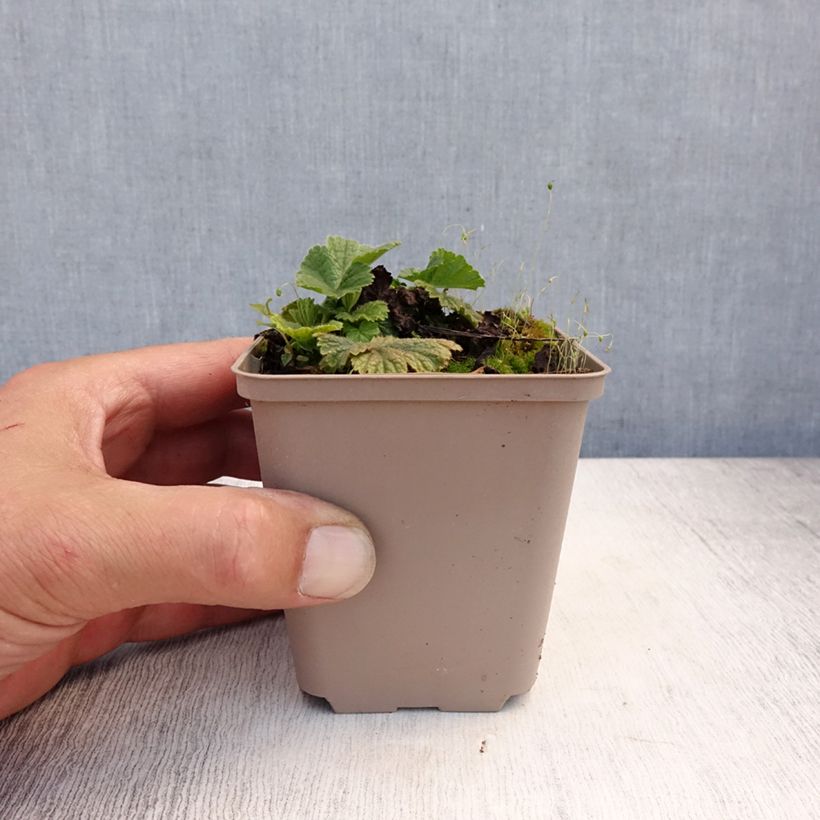 Amostra de Geum coccineum Werner Arends Vaso de 8/9 cm tal como entregue no verão