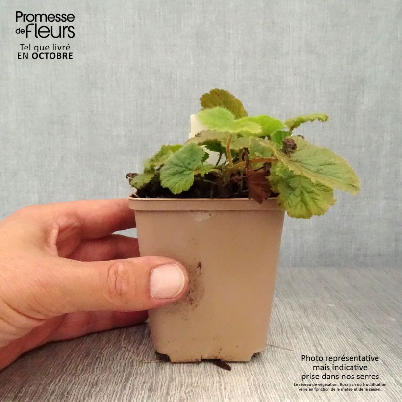 Amostra de Geum coccineum Cocktail Sea Breeze Vaso de 8/9 cm tal como entregue no outono