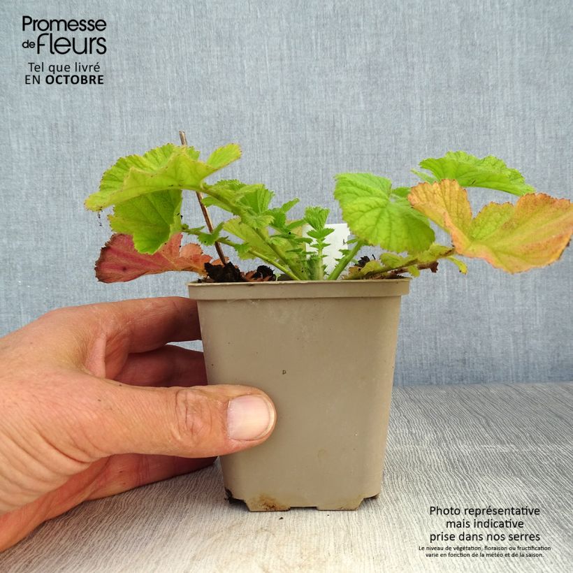 Amostra de Geum Coral Tempest Vaso de 8/9 cm tal como entregue no outono
