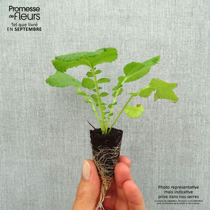 Amostra de Geum Coral Tempest - Benoîte hybride Mini-motte Ø 3/4 cm tal como entregue no outono