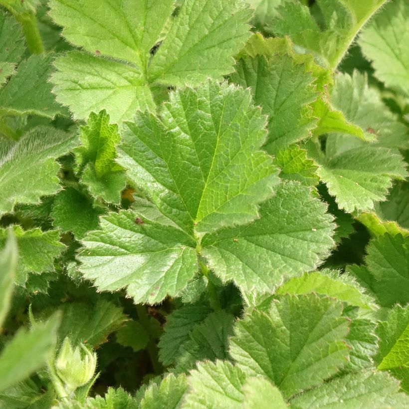 Geum Coral Tempest (Folhagem)