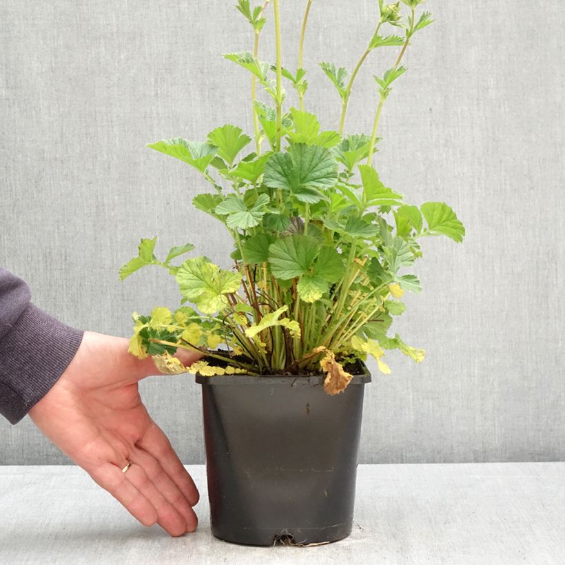 Amostra de Geum Coral Tempest Vaso de 2 L/3 L tal como entregue na primavera
