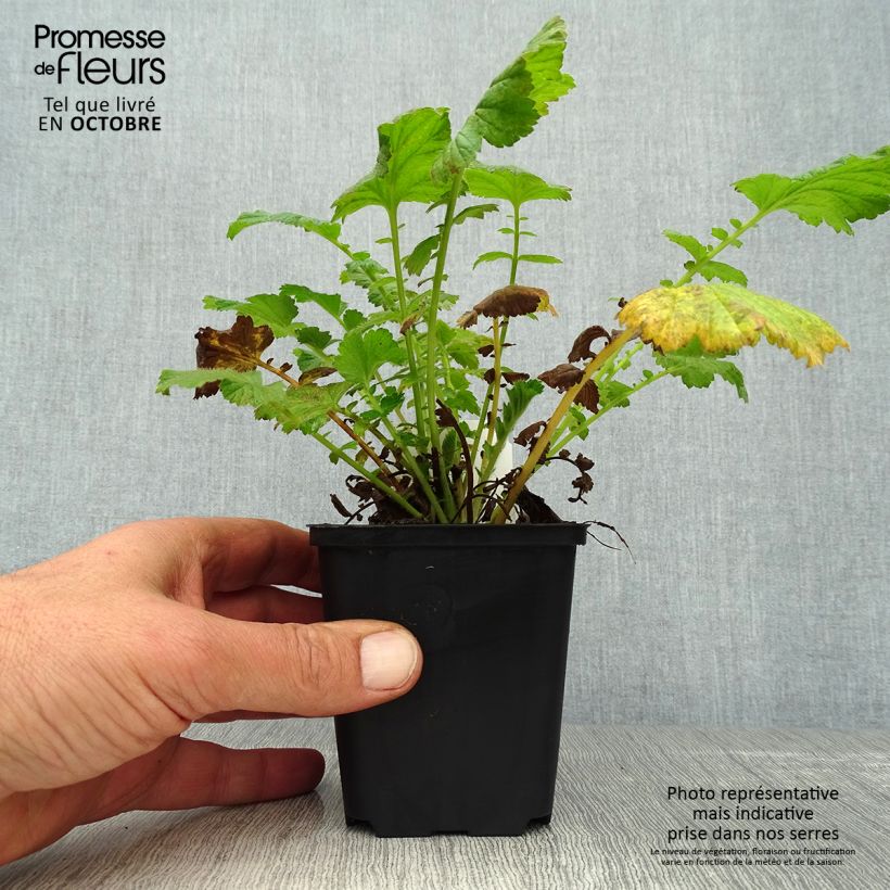 Amostra de Geum chiloense Feuerball Vaso de 8/9 cm tal como entregue no outono