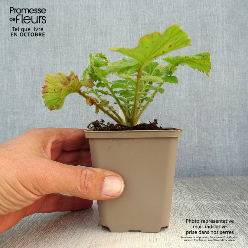 Amostra de Geum Fiery Tempest Vaso de 8/9 cm tal como entregue no outono