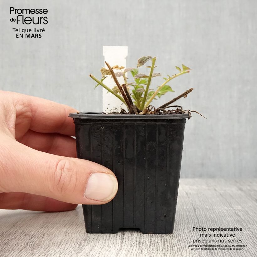 Amostra de Geum Fiery Tempest Vaso de 8/9 cm tal como entregue na primavera