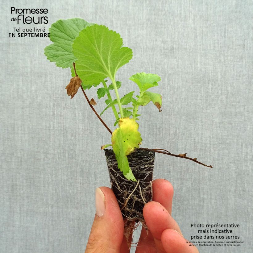 Amostra de Geum Fiery Tempest Mini-torrão Ø 3/4 cm tal como entregue no outono