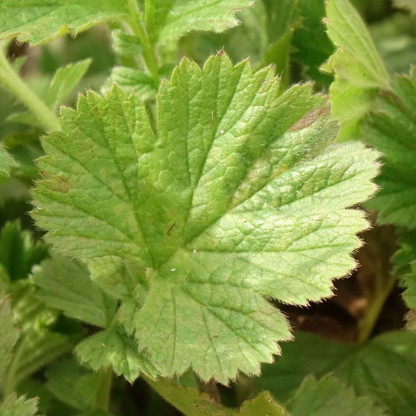 Geum Fiery Tempest (Folhagem)