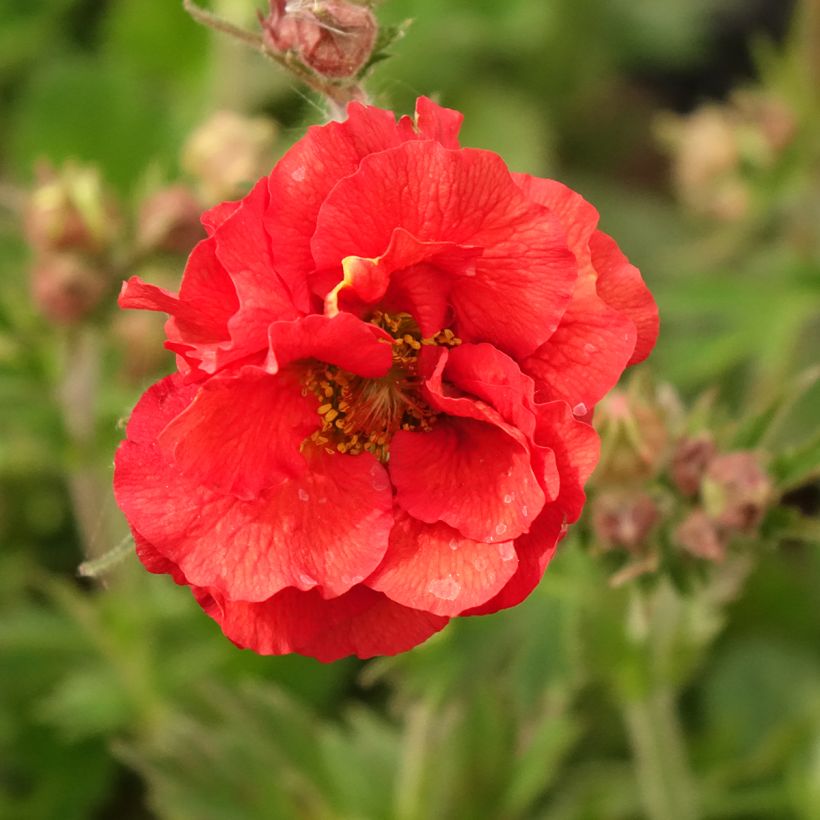 Geum Fiery Tempest (Floração)