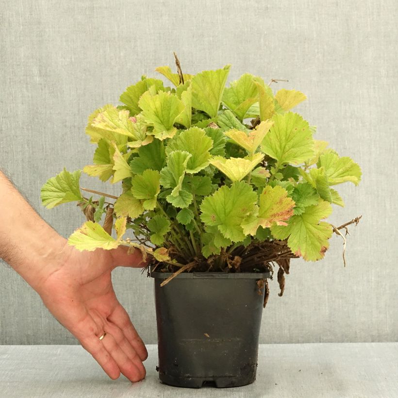 Amostra de Geum Fiery Tempest Vaso de 2 L/3 L tal como entregue no verão