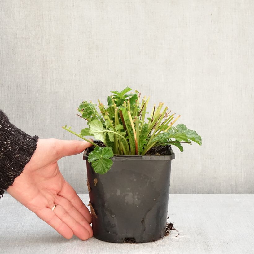 Amostra de Geum Fiery Tempest Vaso de 2 L/3 L tal como entregue no inverno