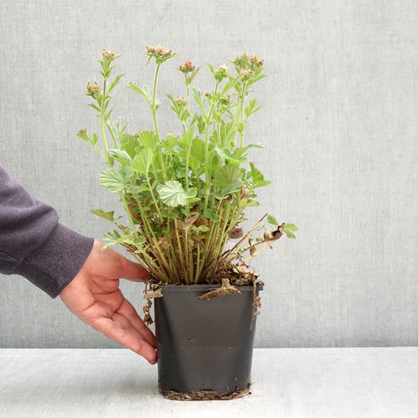 Amostra de Geum Fiery Tempest Vaso de 2 L/3 L tal como entregue na primavera