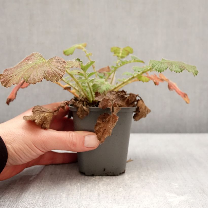 Amostra de Geum Firestarter Vaso de 8/9 cm tal como entregue no inverno