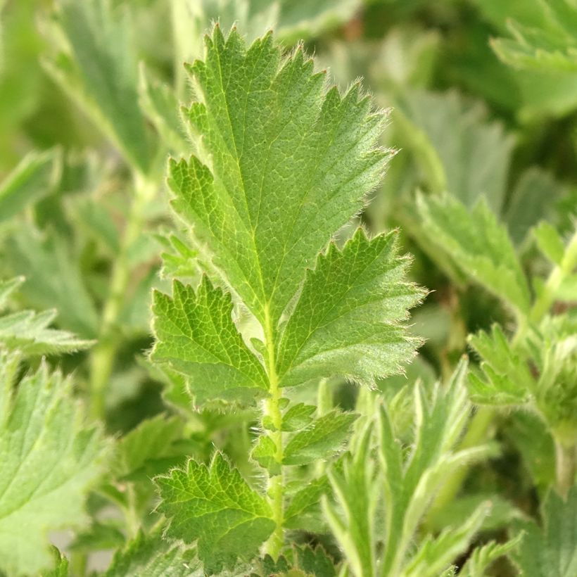 Geum Firestarter (Folhagem)