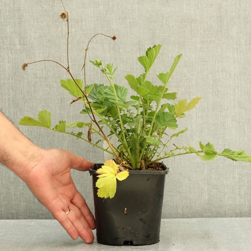 Amostra de Geum Firestarter Vaso de 2 L/3 L tal como entregue no verão