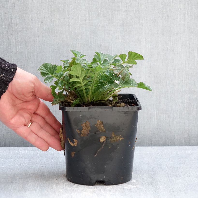 Amostra de Geum Firestarter Vaso de 2 L/3 L tal como entregue no inverno