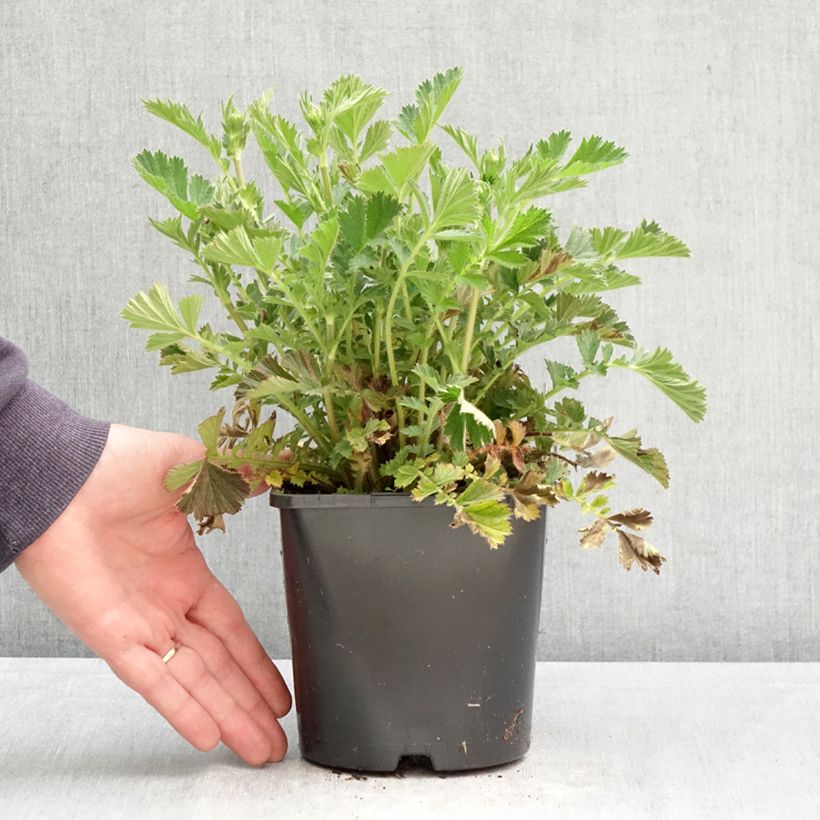 Amostra de Geum Firestarter Vaso de 2 L/3 L tal como entregue na primavera