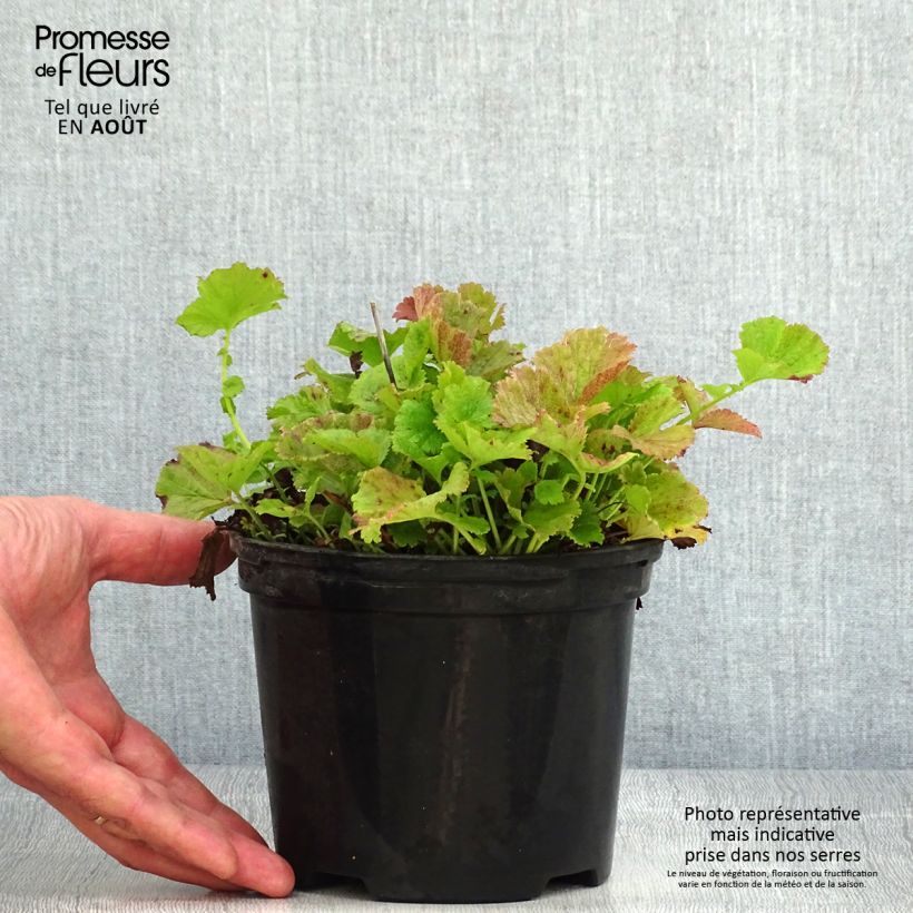 Amostra de Geum Flames of Passion Vaso de 2 L/3 L tal como entregue no verão