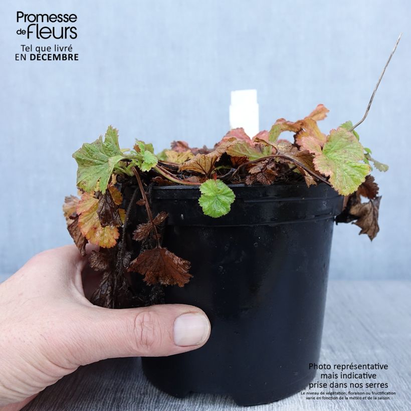 Amostra de Geum Flames of Passion Vaso de 2 L/3 L tal como entregue no inverno