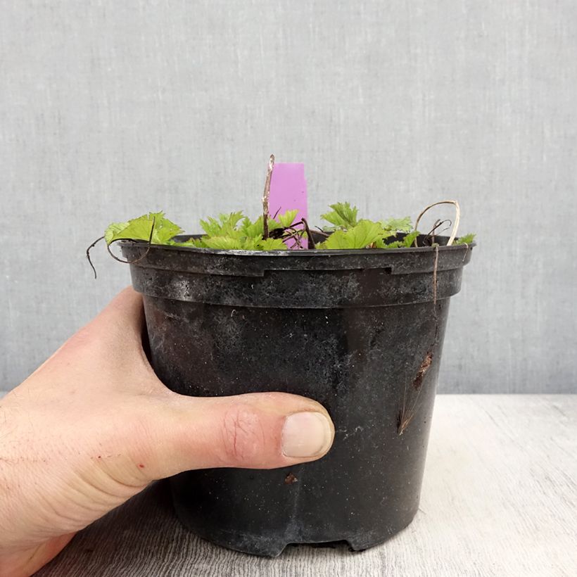 Amostra de Geum Flames of Passion Vaso de 2 L/3 L tal como entregue na primavera