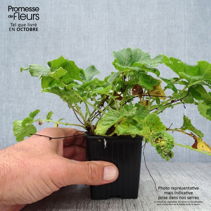Amostra de Geum Mai Tai Vaso de 8/9 cm tal como entregue no outono