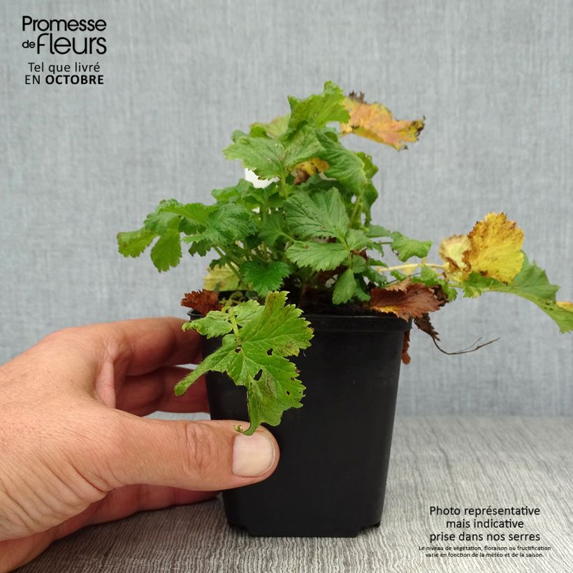 Amostra de Geum coccineum Nonna Vaso de 7/8 cm tal como entregue no outono