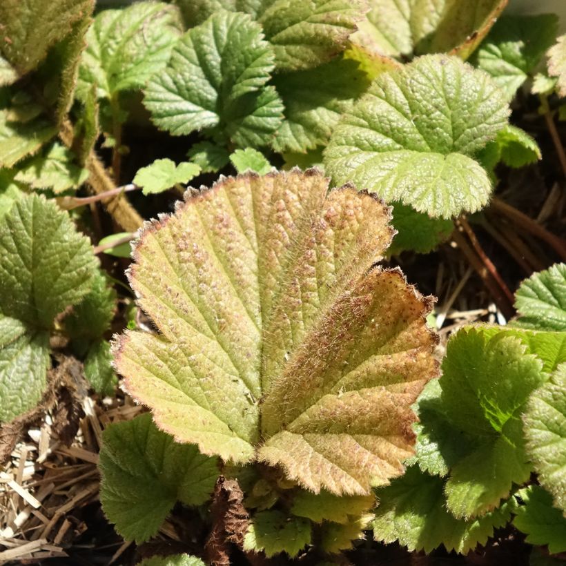 Geum Orange Pumpkin (Folhagem)