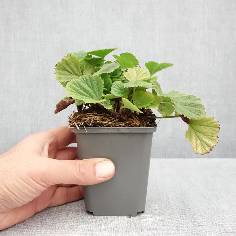 Amostra de Geum Orange Pumpkin - Benoîte Godet de 7/8 cm tal como entregue no outono