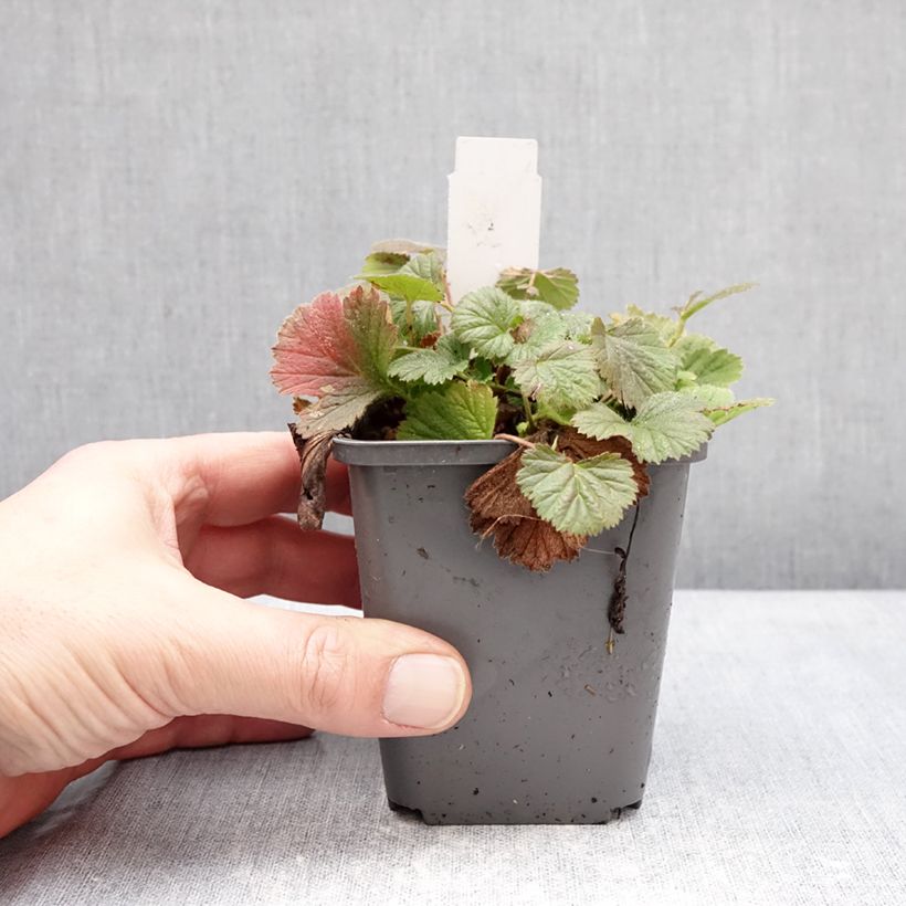 Amostra de Geum Orange Pumpkin Vaso de 7/8 cm tal como entregue no inverno