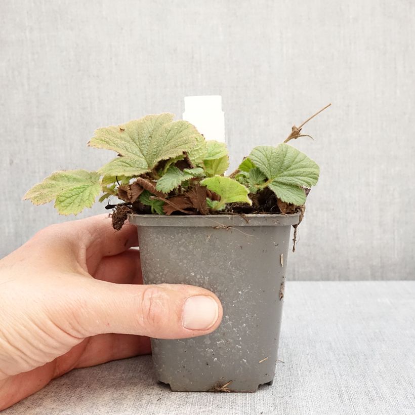 Amostra de Geum Orange Pumpkin Vaso de 7/8 cm tal como entregue na primavera