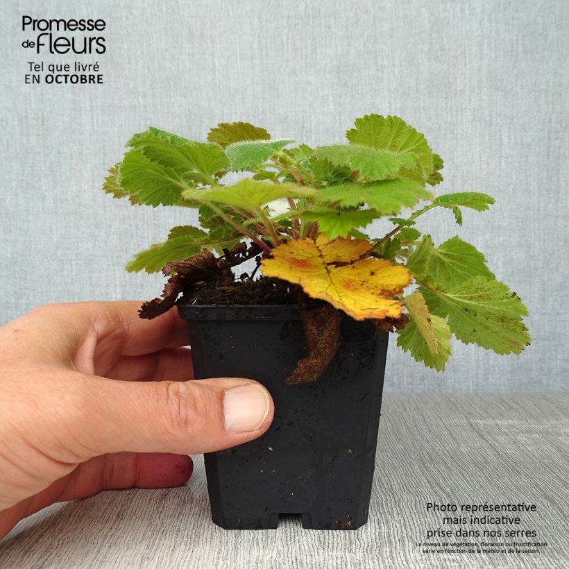 Amostra de Geum Prinses Juliana Vaso de 8/9 cm tal como entregue no outono