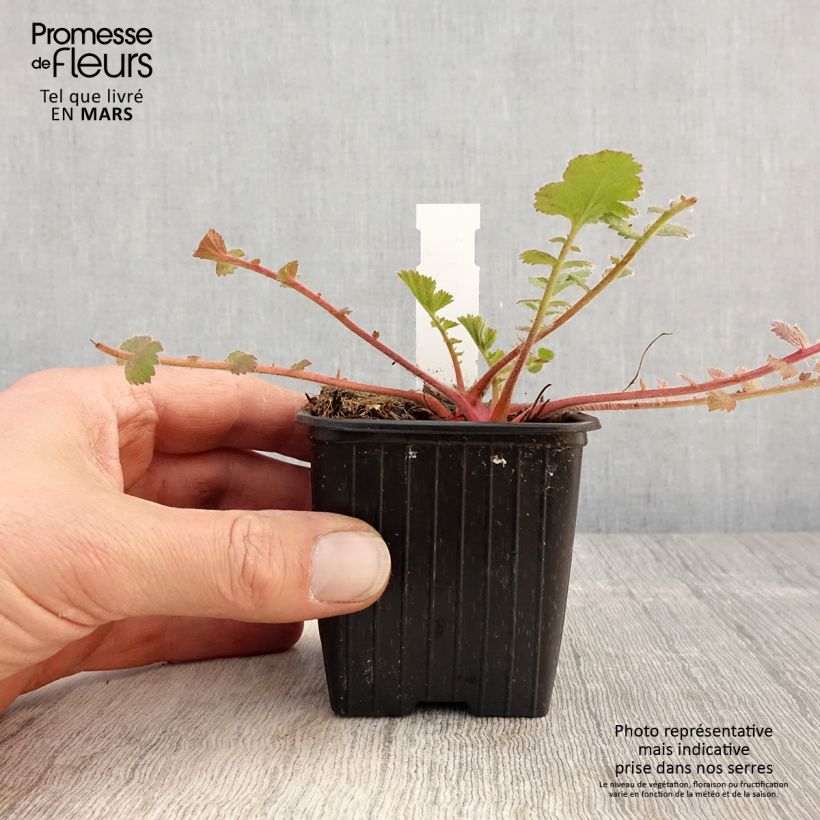 Amostra de Geum Prinses Juliana Vaso de 8/9 cm tal como entregue na primavera