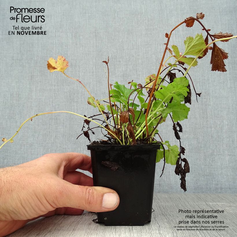 Amostra de Geum rivale Leonard's Variety Vaso de 7/8 cm tal como entregue no outono