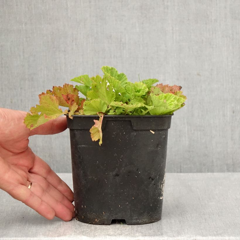 Amostra de Geum rivale Leonard's Variety Vaso de 2 L/3 L tal como entregue no outono