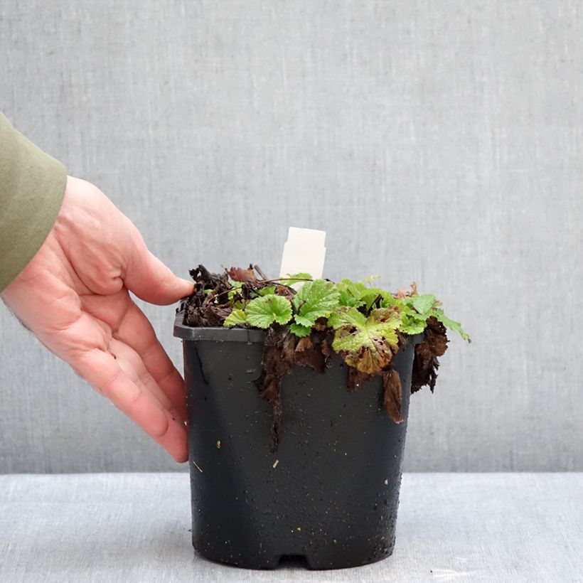 Amostra de Geum rivale Leonard's Variety - Benoîte des Rives Vaso de 2 L/3 L tal como entregue no inverno