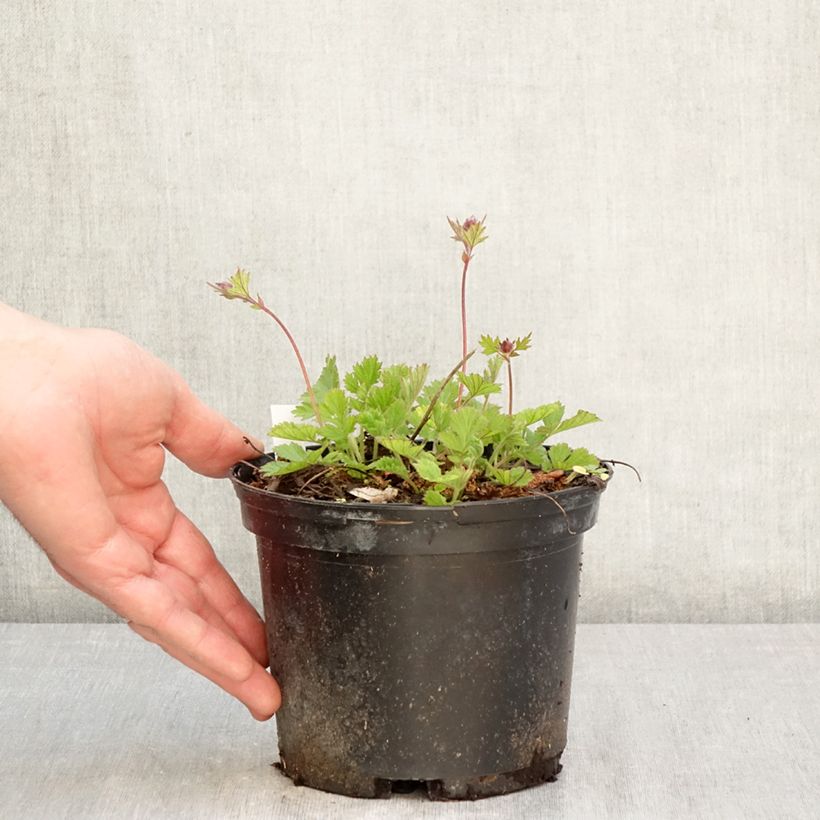 Amostra de Geum rivale Leonard's Variety Vaso de 2 L/3 L tal como entregue na primavera