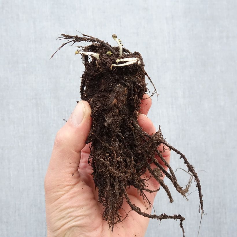 Amostra de Geum rivale Leonard's Variety - Benoîte des Rives Raízes nuas tal como entregue no inverno