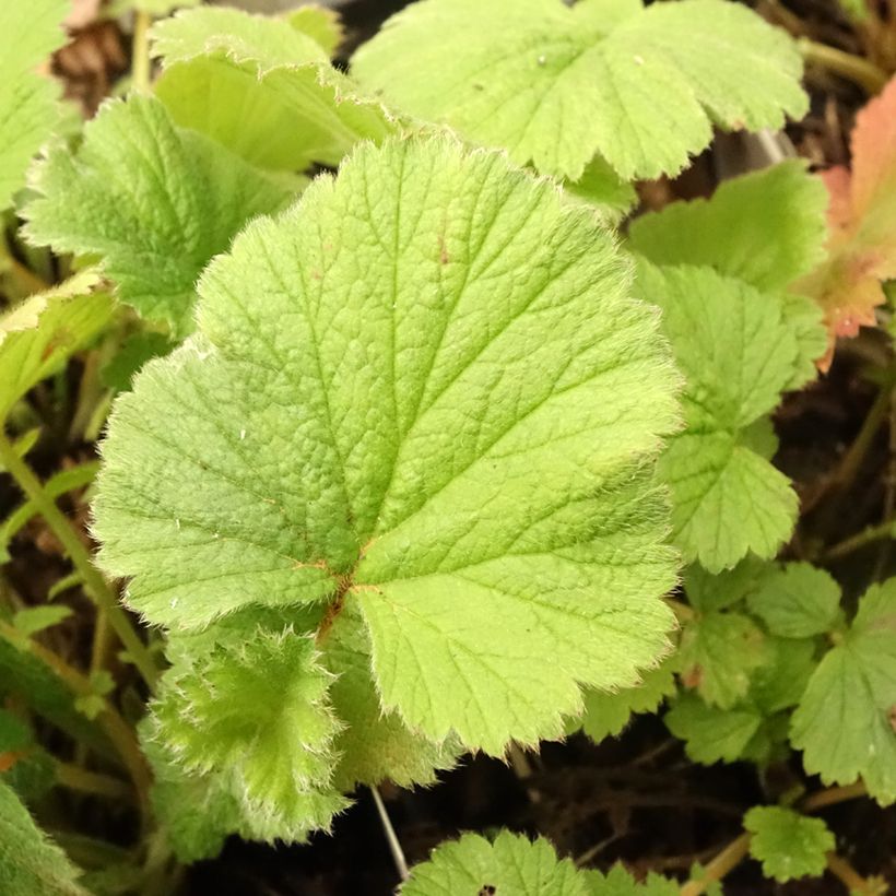 Geum Scarlet Tempest (Folhagem)