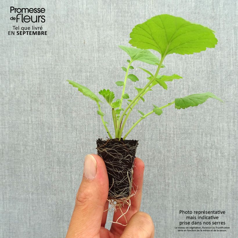 Amostra de Geum Scarlet Tempest - Benoîte hybride Mini-torrão Ø 3/4 cm tal como entregue no outono