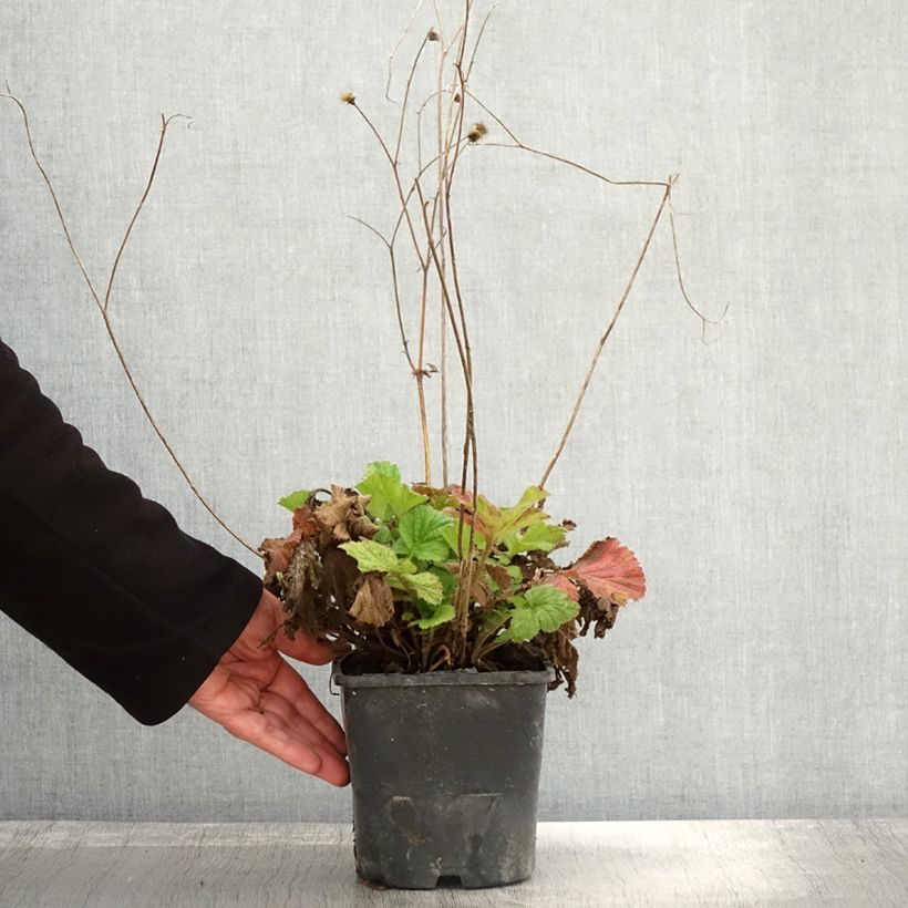 Amostra de Geum Scarlet Tempest Vaso de 2 L/3 L tal como entregue no outono